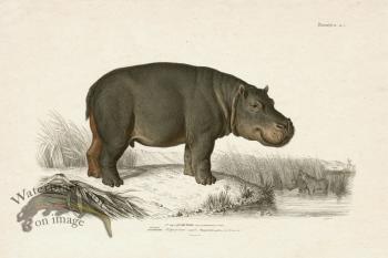 FNH 07 Hippopotamus